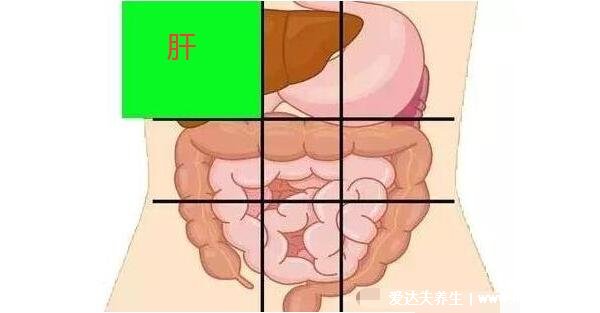 胃疼和肝疼对照图片，胃在左上腹部/肝大部位在右上腹