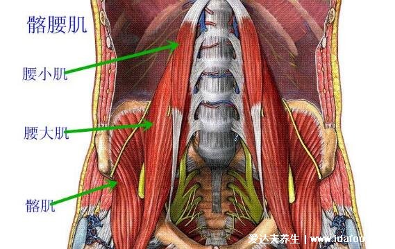 背部筋膜炎疼痛位置图，后背疼痛位置示意图(腰肌劳损导致)