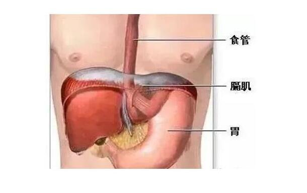 胃疼是哪个部位疼图片，左胸下方约两寸的位置(注意按时吃饭)