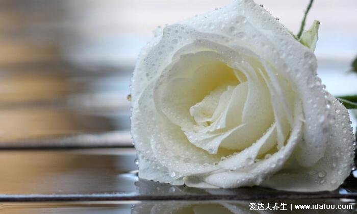 为什么白玫瑰不能随便送人，只能适合送给亲友(花语是纯洁的爱)