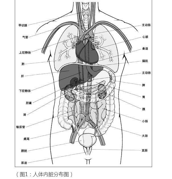 人体器官结构图五脏六腑肾的位置，身体各个器官疼痛位置图解