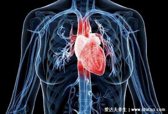 人体器官结构图五脏六腑肾的位置，身体各个器官疼痛位置图解