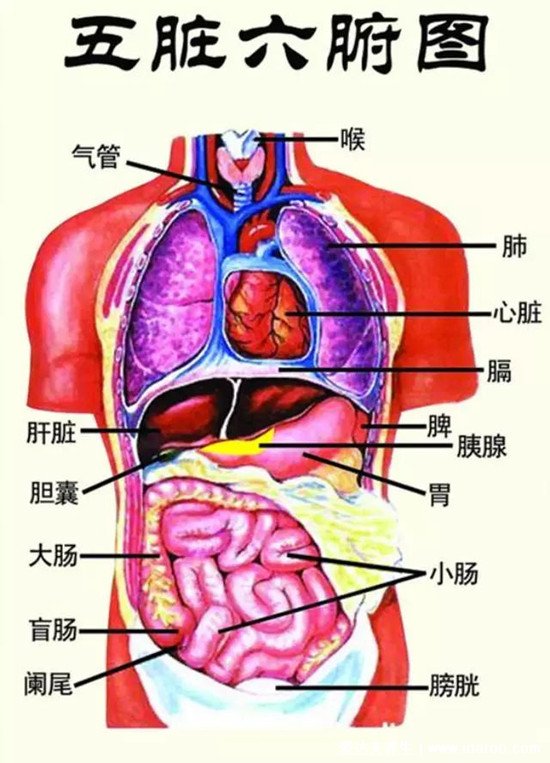 人体内五脏六腑位置图和功能，心脏是人体的发动机