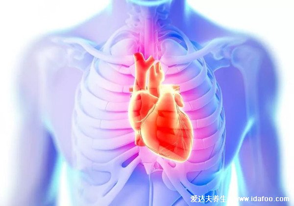 人体内五脏六腑位置图和功能，心脏是人体的发动机