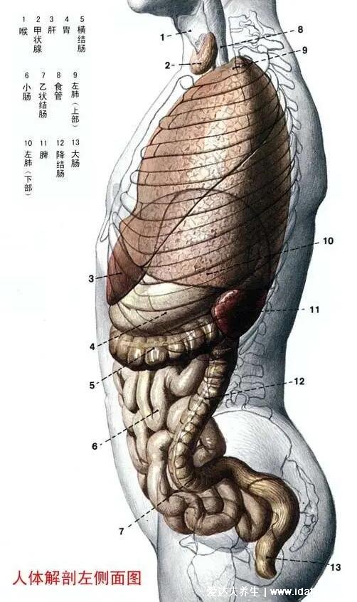 人体解剖图各器官位置图高清，内脏器官位置分布图及功能介绍