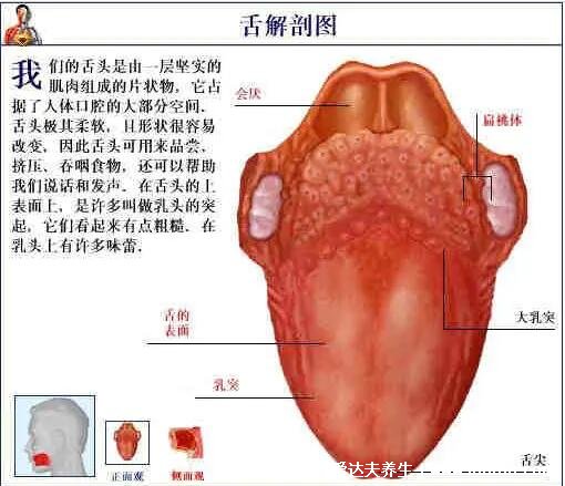 人体解剖图各器官位置图高清，内脏器官位置分布图及功能介绍