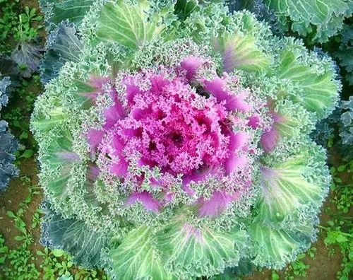 世界公认十大健康蔬菜排行榜前十名，白菜能预防乳腺癌