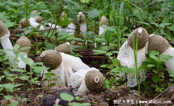 农村常见的无毒蘑菇图片，第二种松树菌最常见(附50多种毒蘑菇图片)