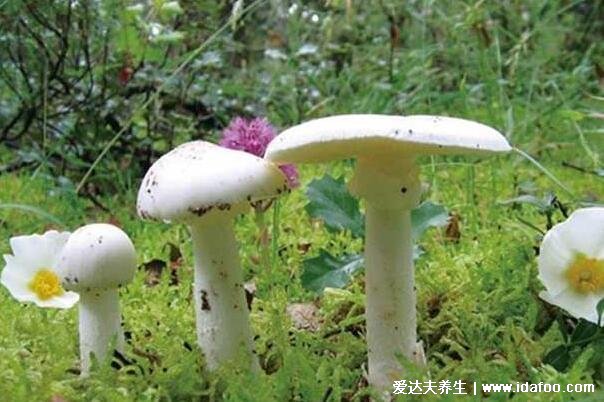 农村常见的无毒蘑菇图片，第二种松树菌最常见(附50多种毒蘑菇图片)