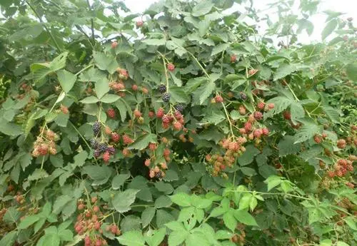 农村山里常见的水果图片和名称，树莓和桑葚你见过（小时候常吃）