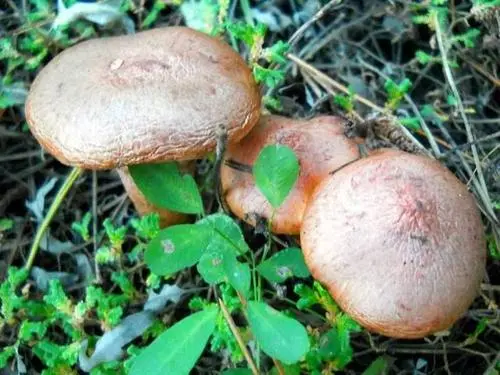 松树林可食野蘑菇图片，松蘑和红蘑很好认（营养价值高）