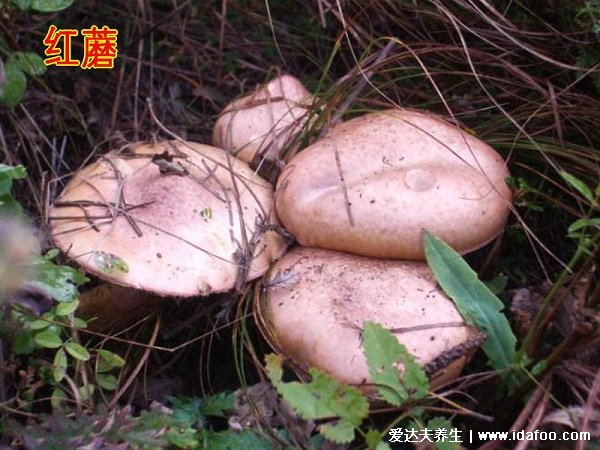 松树林可食野蘑菇图片，松蘑和红蘑很好认（营养价值高）