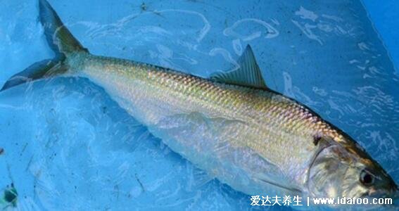 最真实的鲥鱼图片，高品质的鲥鱼价格高达4800(多刺食用需谨慎)