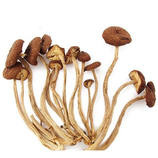 常吃的20种蘑菇的种类，茶树菇炖排骨汤很营养（是中华神菇）