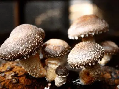 常吃的20种蘑菇的种类，茶树菇炖排骨汤很营养（是中华神菇）