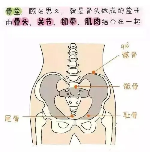 膀胱在哪个位置图片，男性女性都在骨盆内（肚脐下面和臀部之间）
