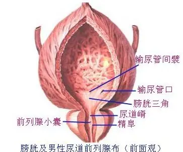 膀胱在哪个位置图片，男性女性都在骨盆内（肚脐下面和臀部之间）