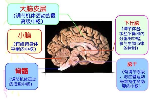 高清人类大脑结构图，各部分功能详解解刨图
