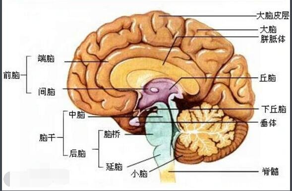 高清人类大脑结构图，各部分功能详解解刨图