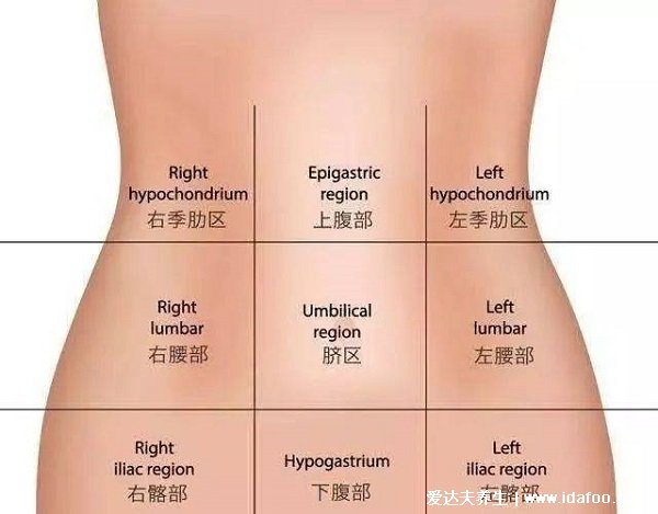 人体腹股沟在哪个位置图片，大腿里侧和腹部之间(两侧三角区域)