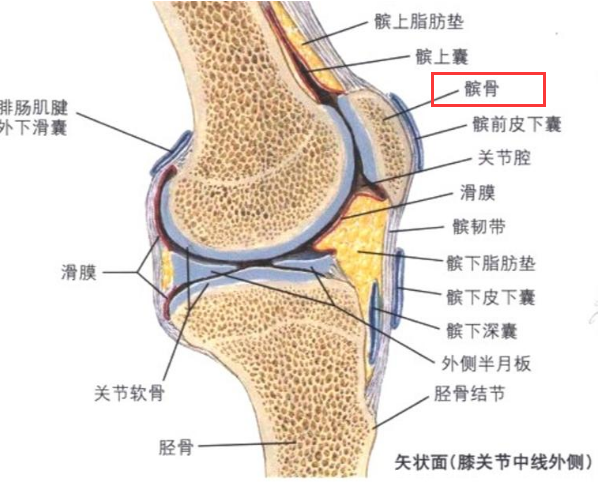 髌骨是哪个部位图片，人膝盖各个部位疼痛图解(膝盖正中心)