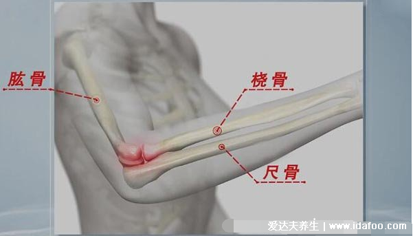 肱骨在哪个位置图片，人体连接肩部和上臂的粗壮骨头(示意图)