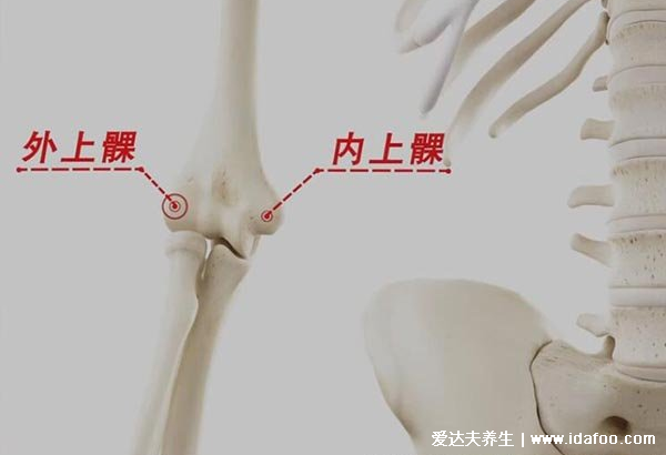 肱骨在哪个位置图片，人体连接肩部和上臂的粗壮骨头(示意图)