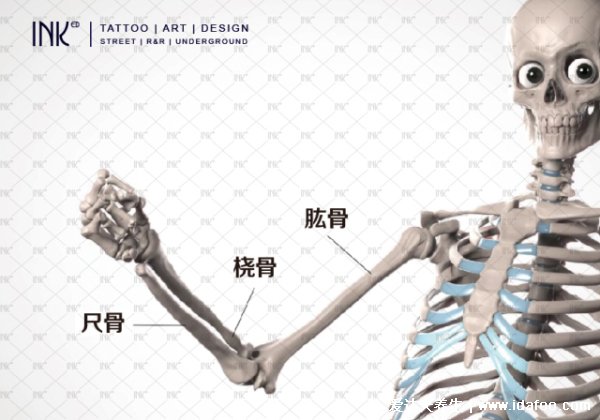 人体桡骨是哪个部位图片图解，前手臂骨大拇指一侧(儿童易骨折)