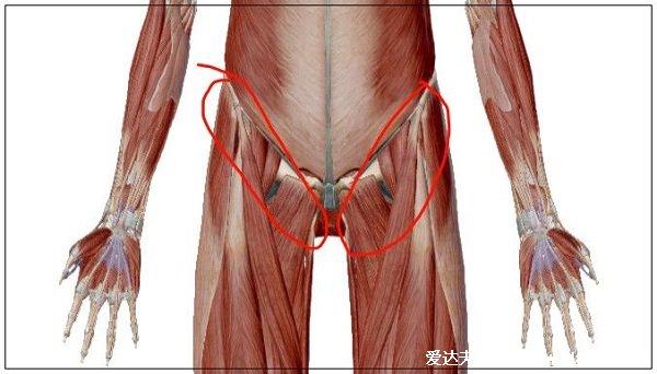 男性女性腹股沟在哪个位置图片示意图，真人在同一位置(形状不同)