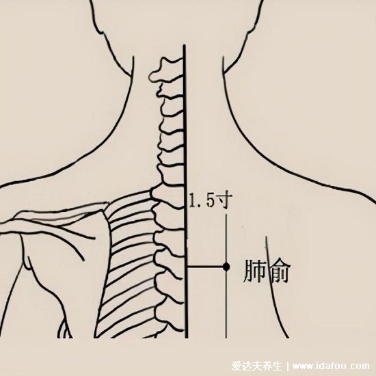 定位肺俞的准确位置图片图解，在肩胛和第三胸椎的2个手指处