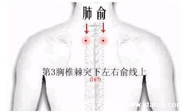 定位肺俞的准确位置图片图解，在肩胛和第三胸椎的2个手指处