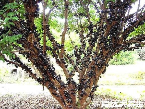 树葡萄的功效与作用，可以美容养颜/增强体质(血糖高要慎吃)