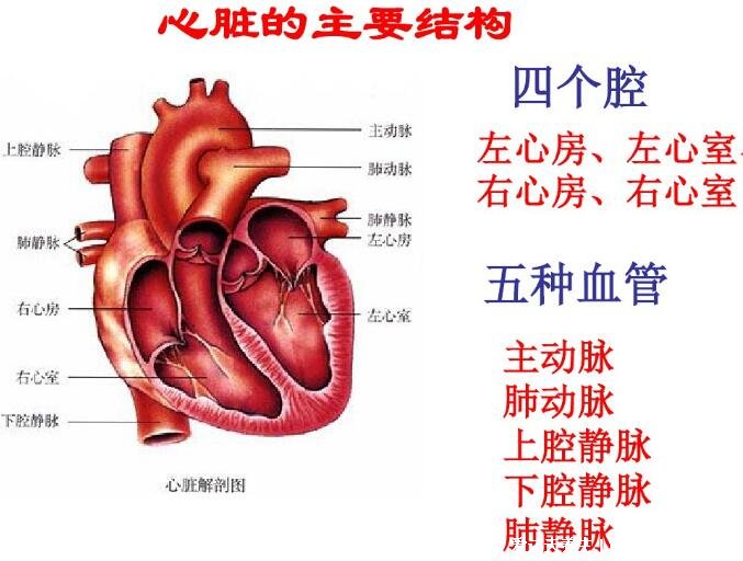 人体心脏结构示意图，由心壁/四个腔/瓣膜/5种血管组成