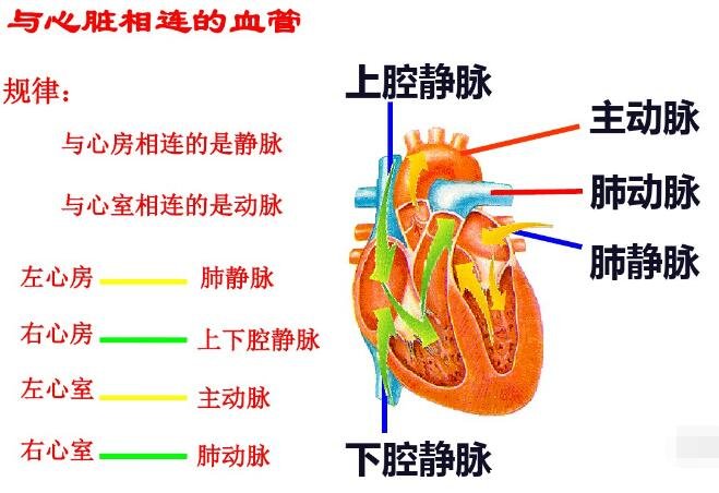 人体心脏结构示意图，由心壁/四个腔/瓣膜/5种血管组成