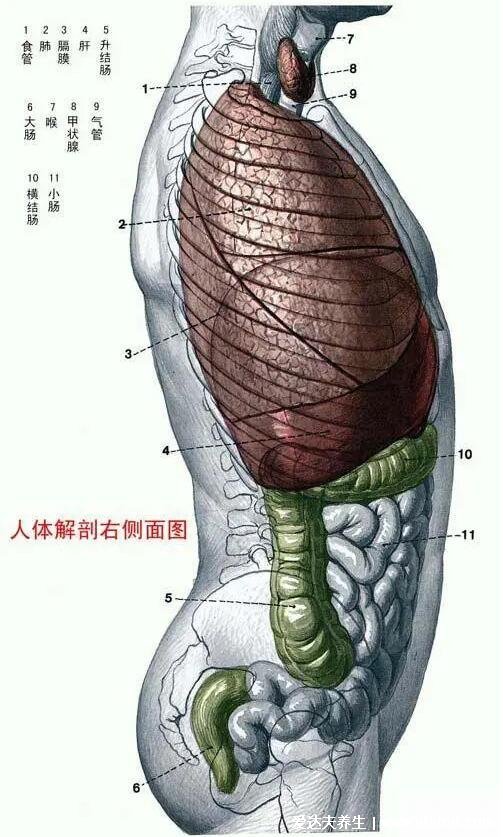 人体内脏器官分布图结构图，五脏六腑的位置分布图及功能介绍