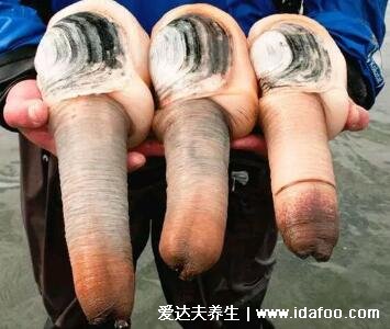 象拔蚌是什么梗，价格实惠的海鲜(外形像男人器具)