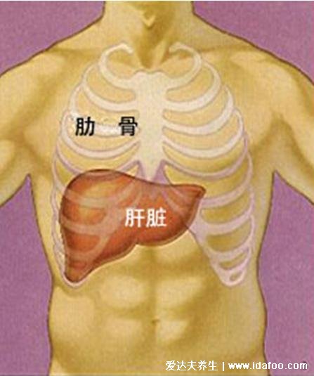 人体肝脏位置图，在我们右上腹的位置(左侧也有分布)