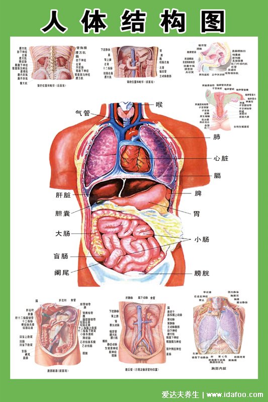 人体肝脏位置图，在我们右上腹的位置(左侧也有分布)