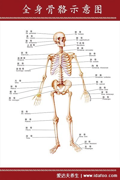 人体结构示意图器官分布图，包括骨骼器官和内脏器官分布