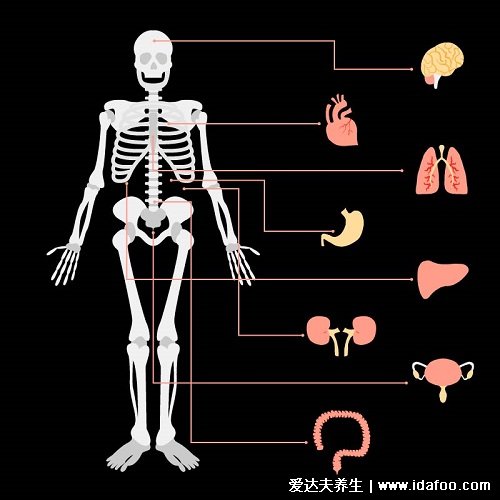 人体结构示意图器官分布图，包括骨骼器官和内脏器官分布