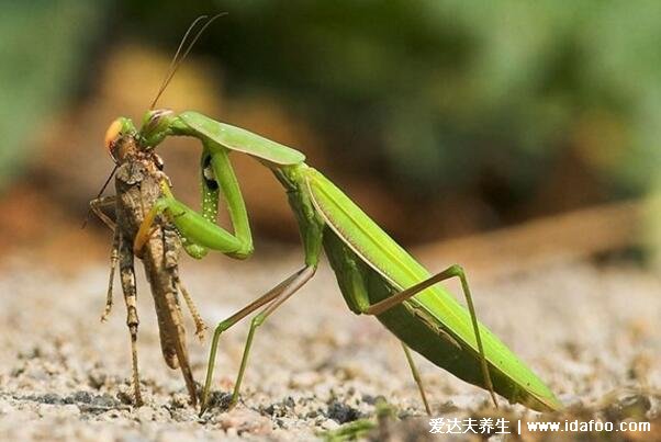 螳螂是益虫还是害虫吃什么，是益虫也是60多种田间害虫的天敌