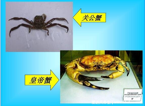 50种中国螃蟹种类大全，国内常见的蟹类你吃过哪几种