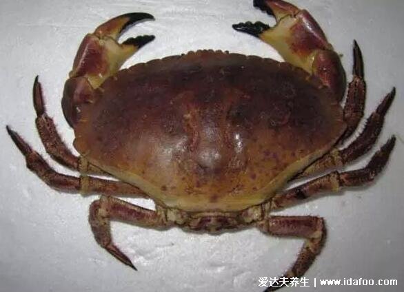 海边十种最常见的螃蟹，国内常见的蟹类大全图片
