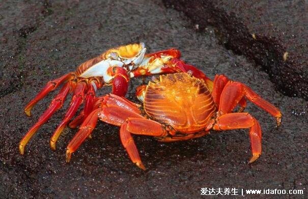 吃完螃蟹千万别碰5种食物，螃蟹的禁忌食物相克表(柿子/花生)