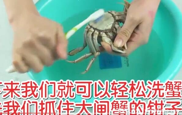 大闸蟹怎么杀怎么清洗干净视频，腹部最脏要挤干净(附螃蟹4不吃)