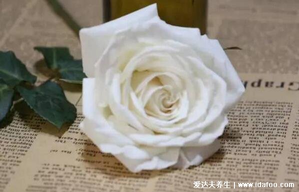 白玫瑰不能随便送人，象征纯洁美好的爱情但有一丝悲伤