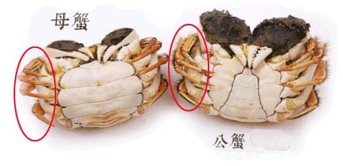 大闸蟹为什么叫大闸蟹，因为在竹闸上易捕捉(有很多说法)