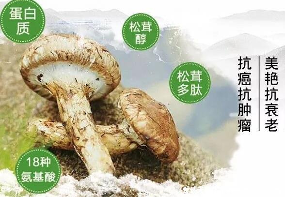 松茸菌的功效与作用及食用方法，可延缓衰老/防癌(煲汤/炒肉片)