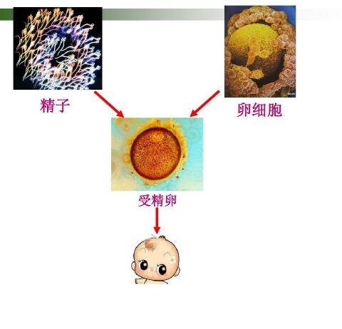 卵子是什么样的图片，直径1.8-2.5cm球形细胞(卵巢不排卵可不孕)
