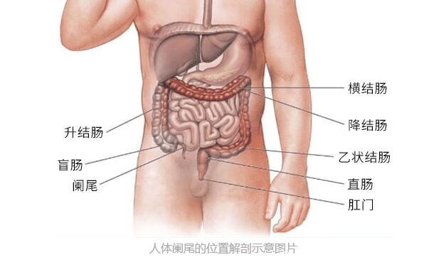 阑尾炎的疼痛位置图片，右下腹腰部以上的位置反复发作